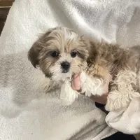 Strawberry blonde/Blue Eyes!, a male Maltese and Shih Tzu for sale in Placerville, CA – Photo 7 of 8