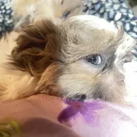 Strawberry blonde/Blue Eyes!, a male Maltese and Shih Tzu for sale in Placerville, CA – Photo 4 of 8