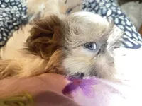 Strawberry blonde/Blue Eyes!, a male Maltese and Shih Tzu for sale in Placerville, CA – Photo 4 of 8