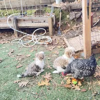 Strawberry blonde/Blue Eyes!, a male Maltese and Shih Tzu for sale in Placerville, CA – Photo 6 of 8