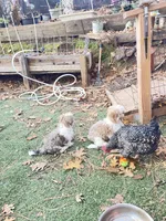 Strawberry blonde/Blue Eyes!, a male Maltese and Shih Tzu for sale in Placerville, CA – Photo 6 of 8