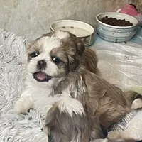 Strawberry blonde/Blue Eyes!, a male Maltese and Shih Tzu for sale in Placerville, CA – Photo 5 of 8