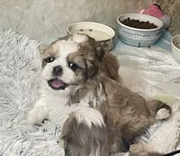 Strawberry blonde/Blue Eyes!, a male Maltese and Shih Tzu for sale in Placerville, CA – Photo 3 of 8