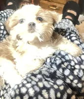 Strawberry blonde/Blue Eyes!, a male Maltese and Shih Tzu for sale in Placerville, CA – Photo 5 of 8