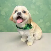 Strawberry blonde/Blue Eyes!, a male Maltese and Shih Tzu for sale in Placerville, CA – Photo 2 of 8