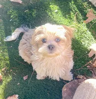 Strawberry blonde/Blue Eyes!, a male Maltese and Shih Tzu for sale in Placerville, CA – Photo 1 of 8