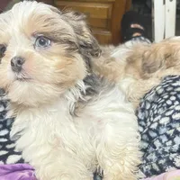 Strawberry blonde/Blue Eyes!, a male Maltese and Shih Tzu for sale in Placerville, CA – Photo 3 of 8