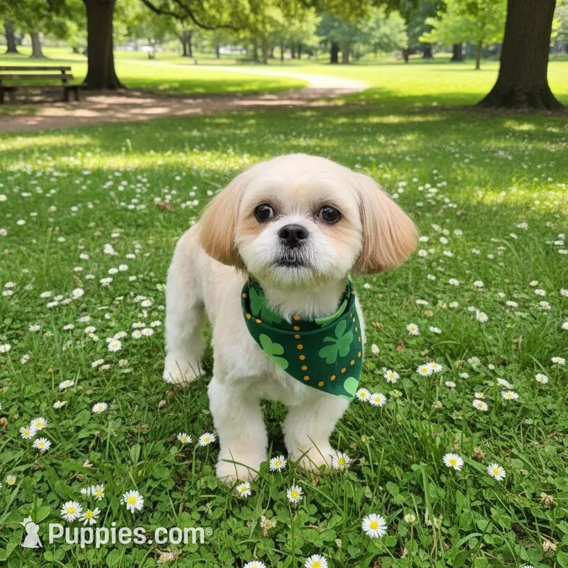 Strawberry blonde/Blue Eyes!