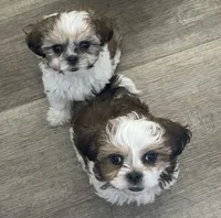 Sparkles , a female Maltese and Shih Tzu for sale in Ash Fork, AZ – 5 of 5