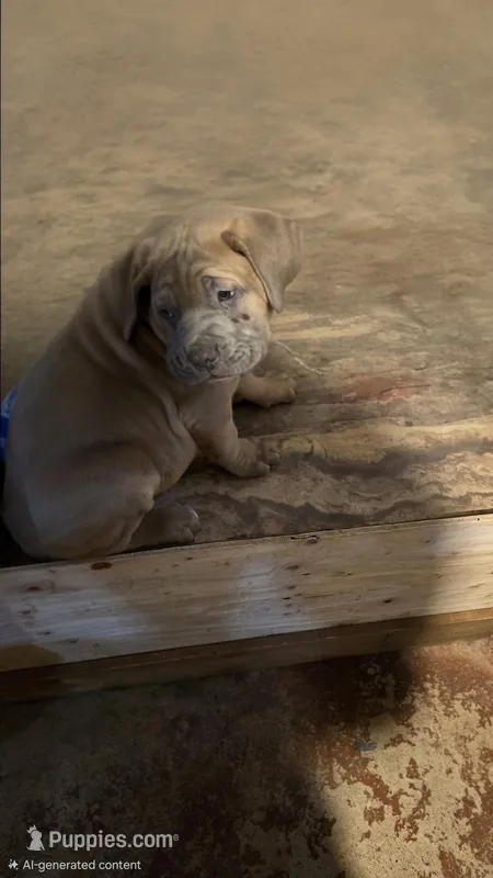 Big Mike, a male Cane Corso for sale in Utica, NY – Photo 1 of 1