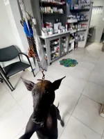 Venus , a female Xoloitzcuintli for sale in San Antonio, TX – 3 of 3