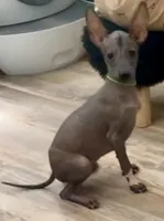 Spiky , a male Xoloitzcuintli for sale in San Antonio, TX – 2 of 2