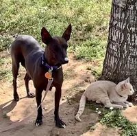 Venus , a female Xoloitzcuintli for sale in San Antonio, TX – 2 of 2