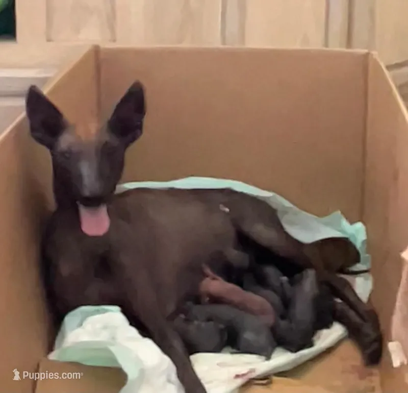 Venus  – Xoloitzcuintli puppy for sale in San Antonio, TX