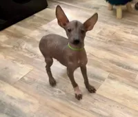 Spiky , a male Xoloitzcuintli for sale in San Antonio, TX – 1 of 2