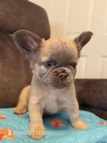 Pocahontas, a female French Bulldog for sale in Woodbridge, VA – Photo 1 of 1