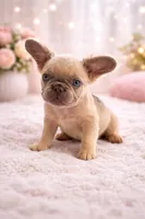 Pocahontas, a female French Bulldog for sale in Woodbridge, VA – Photo 1 of 2