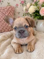 Charming, a male French Bulldog for sale in Woodbridge, VA – 2 of 2