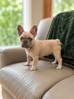 Cinderella, a female French Bulldog for sale in Woodbridge, VA – 4 of 5
