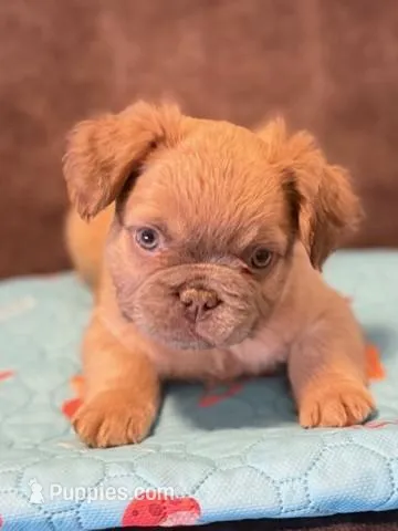 Charming , a male French Bulldog for sale in Woodbridge, VA – Photo 1 of 1