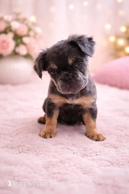 Tiana – French Bulldog puppy for sale in Woodbridge, VA