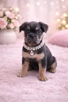 Tiana, a female French Bulldog for sale in Woodbridge, VA – Photo 2 of 2