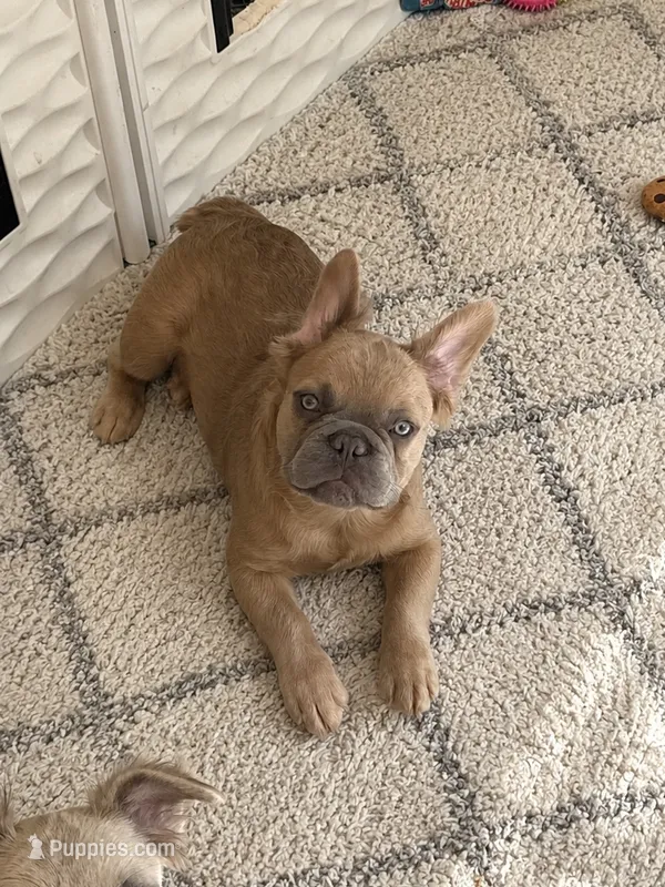 Charming – French Bulldog puppy for sale in Woodbridge, VA