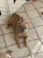 Charming, a male French Bulldog for sale in Woodbridge, VA – 1 of 2