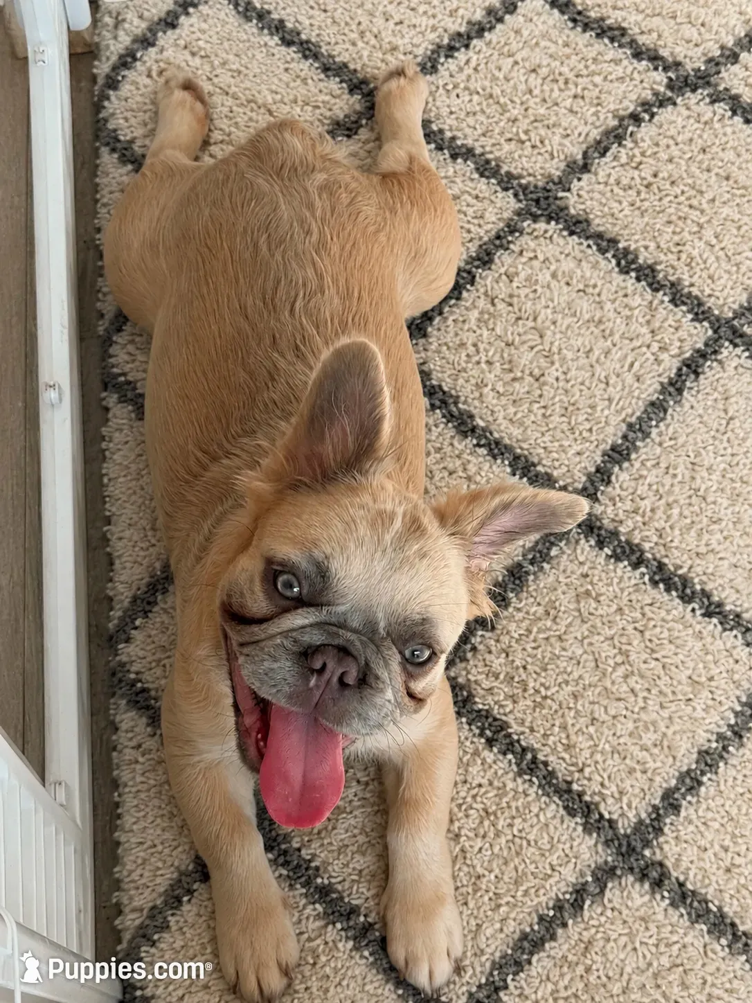 Cinderella, a female French Bulldog for sale in Woodbridge, VA – 5 of 5