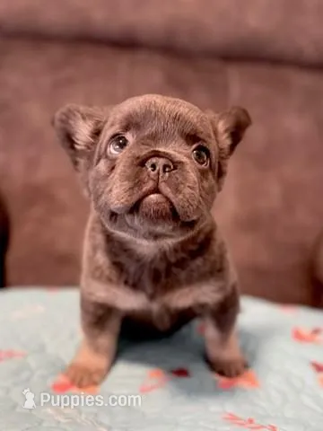 Jasmine, a female French Bulldog for sale in Woodbridge, VA – Photo 1 of 1