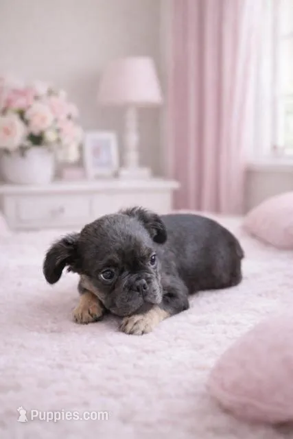 Jasmine – French Bulldog puppy for sale in Woodbridge, VA