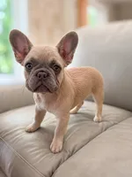 Cinderella, a female French Bulldog for sale in Woodbridge, VA – 3 of 5