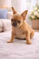 Charming , a male French Bulldog for sale in Woodbridge, VA – Photo 2 of 2