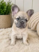 Cinderella, a female French Bulldog for sale in Woodbridge, VA – 2 of 5
