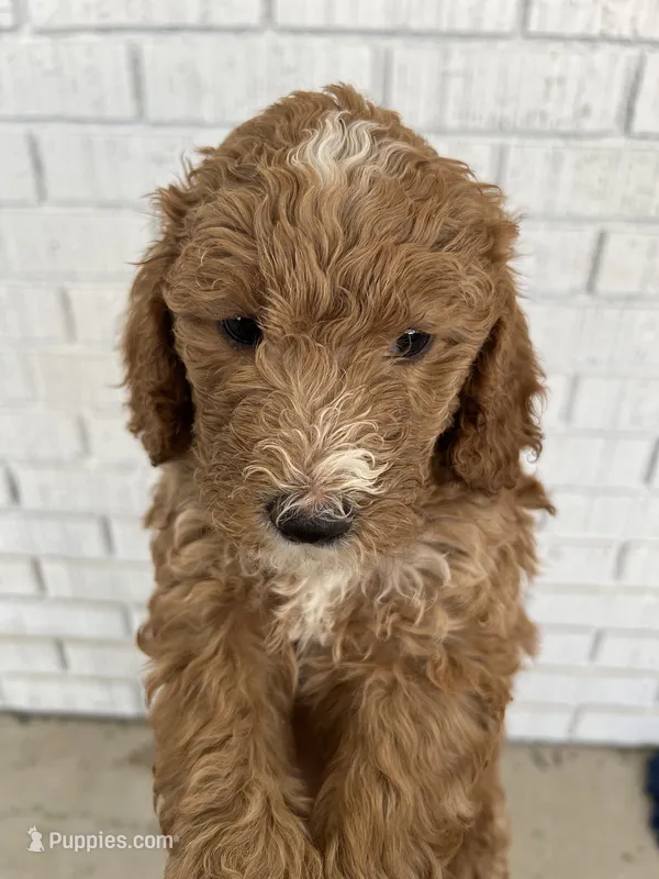 Doodle 2 – Goldendoodle puppy for sale in Las Vegas, NV