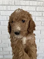 Doodle 2, a female Goldendoodle for sale in Las Vegas, NV – 3 of 3