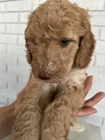 Doodle, a female Goldendoodle for sale in Las Vegas, NV – 2 of 2