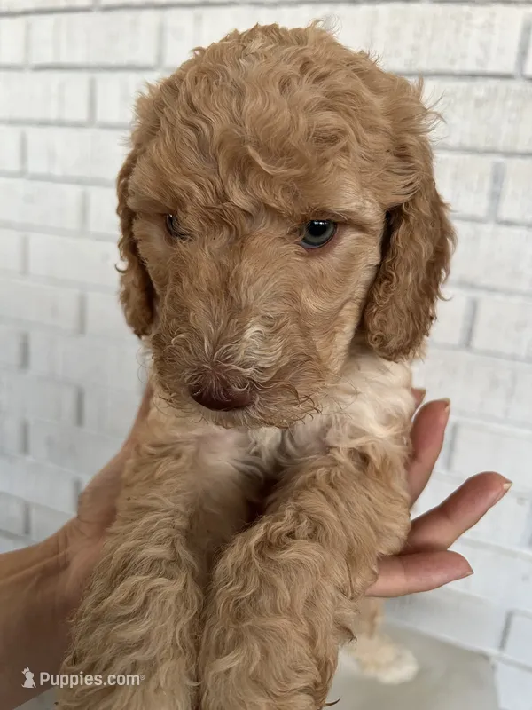 Doodle – Goldendoodle puppy for sale in Las Vegas, NV