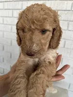 Doodle, a female Goldendoodle for sale in Las Vegas, NV – 1 of 2