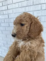 Doodle 2, a female Goldendoodle for sale in Las Vegas, NV – 2 of 3