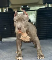 Ocean, a male American Bully for sale in New Braunfels, TX – Photo 2 of 3