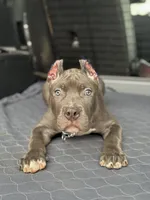 Ocean, a male American Bully for sale in New Braunfels, TX – Photo 3 of 3