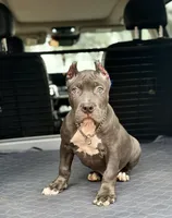 Ocean, a male American Bully for sale in New Braunfels, TX – Photo 1 of 3