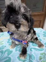 Trendy’s Tiny Blue Boy, a female Schnoodle for sale in Eatonton, GA – 1 of 8