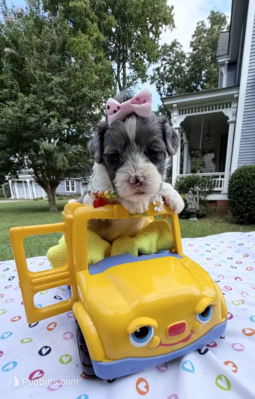 Jellybean’s Blue Merle Girl – Maltipoo puppy for sale in Eatonton, GA