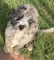 REDUCED!    Bernie’s Blue Merle Boy, a male Miniature Bernedoodle for sale in Eatonton, GA – 4 of 6