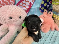 Jellybean’s Black Boy, a male Maltipoo for sale in Eatonton, GA – 8 of 9