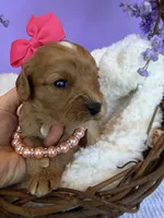 Katy’s Pink Girl, a female Cavapoo and Poodle - Miniature  for sale in Eatonton, GA – Photo 7 of 10