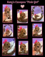 Katy’s Pink Girl, a female Cavapoo and Poodle - Miniature  for sale in Eatonton, GA – Photo 10 of 10