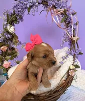 Katy’s Pink Girl, a female Cavapoo and Poodle - Miniature  for sale in Eatonton, GA – Photo 9 of 10